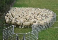 Mobile Yard for up to 500 Sheep with Government Grant