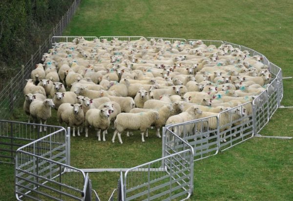 Mobile Yard for up to 500 Sheep with Government Grant