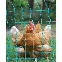 Chicken with netting - In Situ