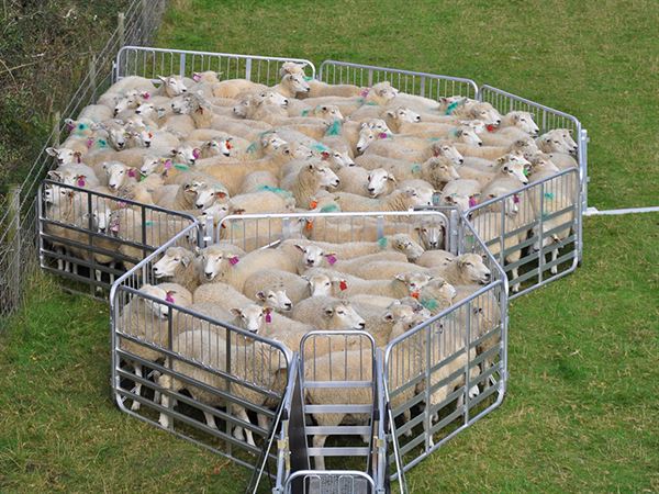 Compact Sheep