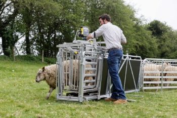 Electronic Weigh Crate For Sheep - FETF75